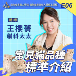 E06常見貓品種標準介紹